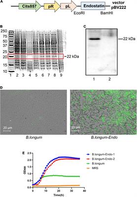 Recombinant Bifidobacterium longum Carrying Endostatin Protein Alleviates Dextran Sodium Sulfate-Induced Colitis and Colon Cancer in Rats